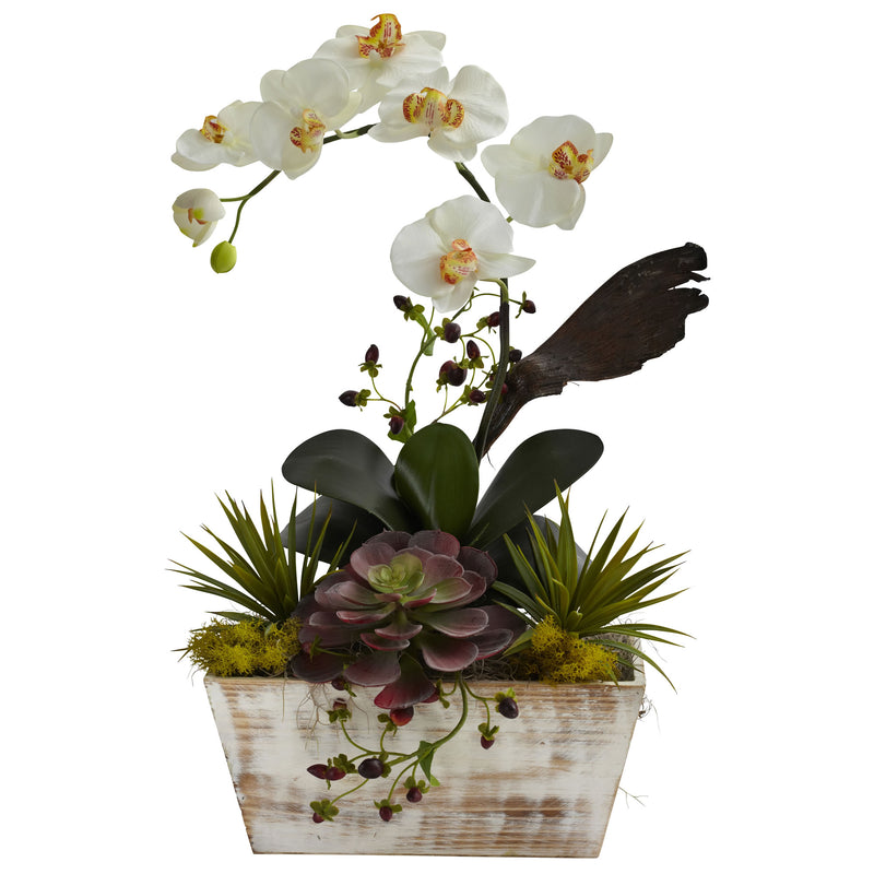 Orchid & Succulent Garden in White Wash Planter