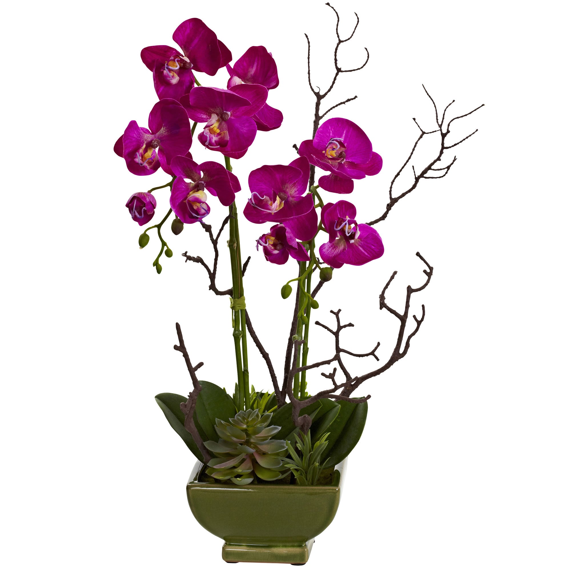 Orchid & Succulent Arrangement