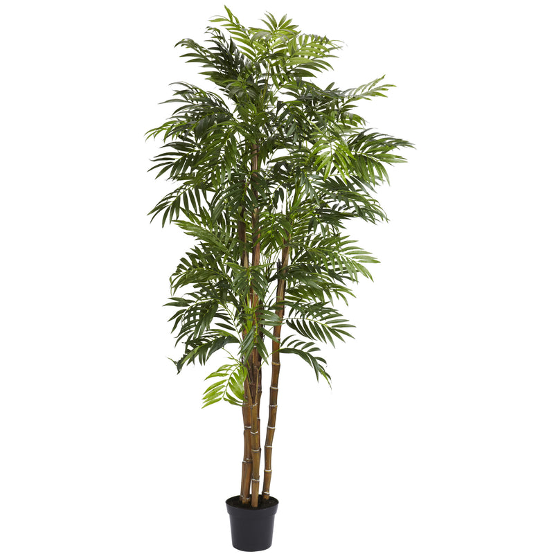 6' Bella Palm Silk Tree