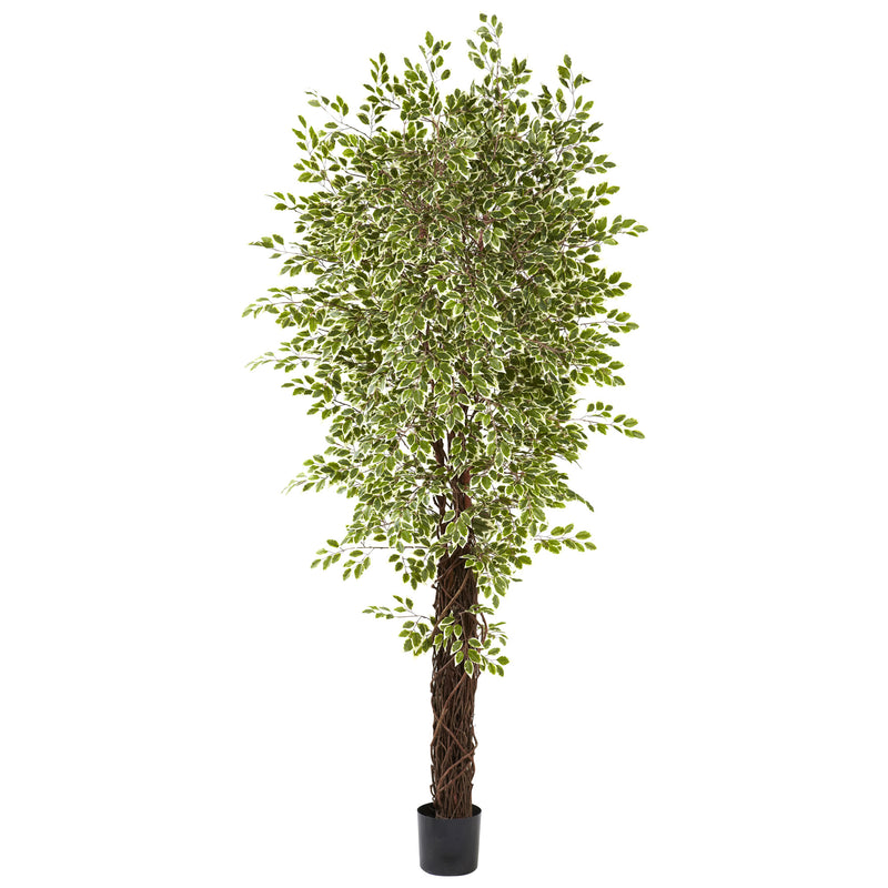 7.5" Variegated Mini Ficus with 4131 Lvs