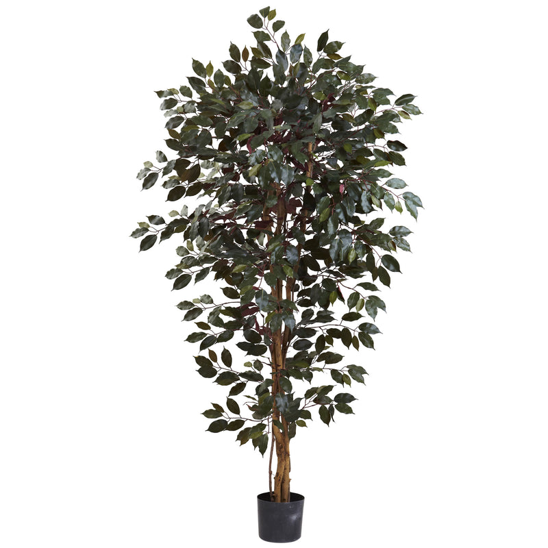 6" Capensia Ficus Tree x 3 with 1008 Lvs