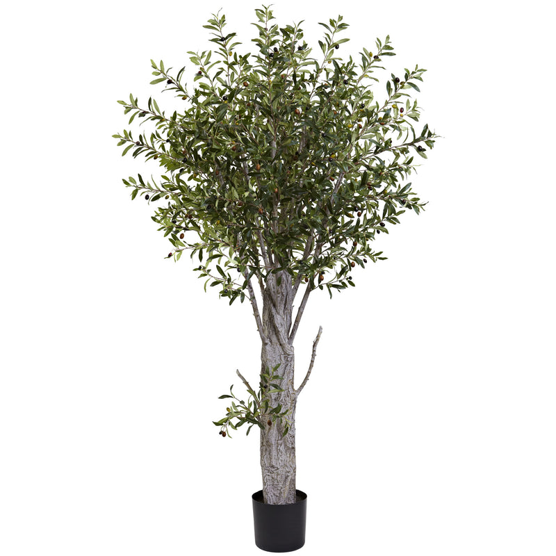 6" Olive Tree with 3864 Lvs