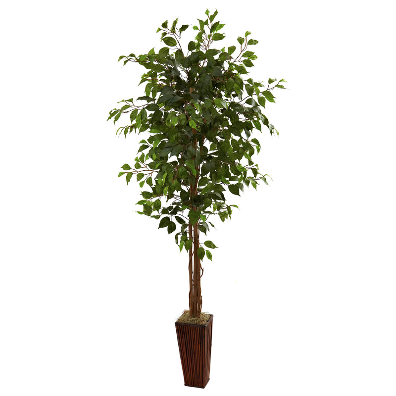 6' Ficus Tree with Bamboo Planter