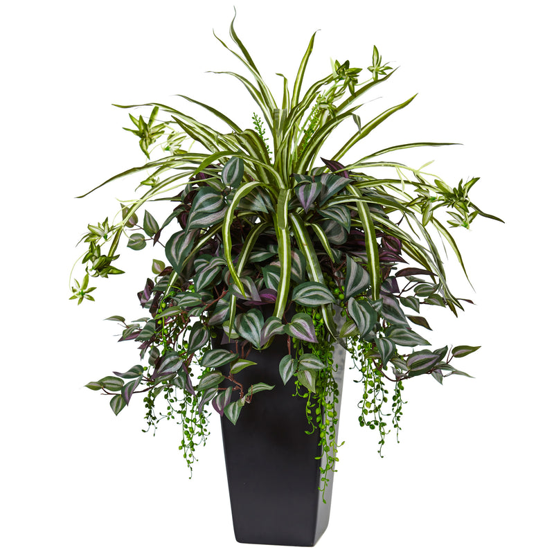 Wandering Jew and Spider Plant in Black Planter