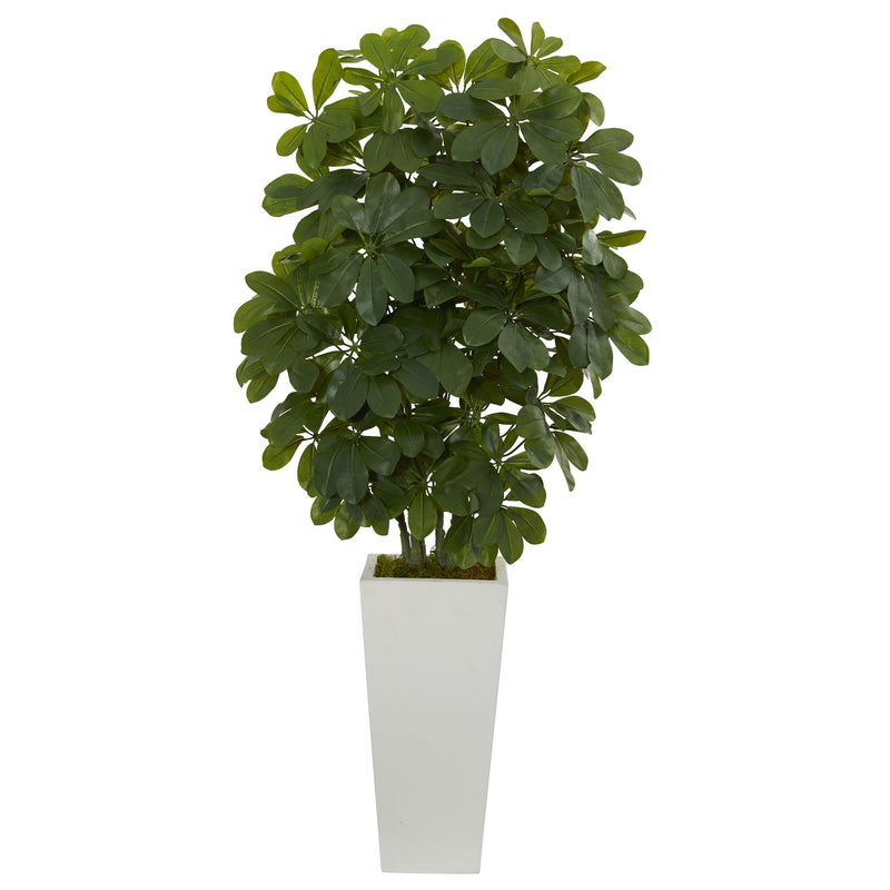 40" Schefflera Plant in White Vase (Real Touch)