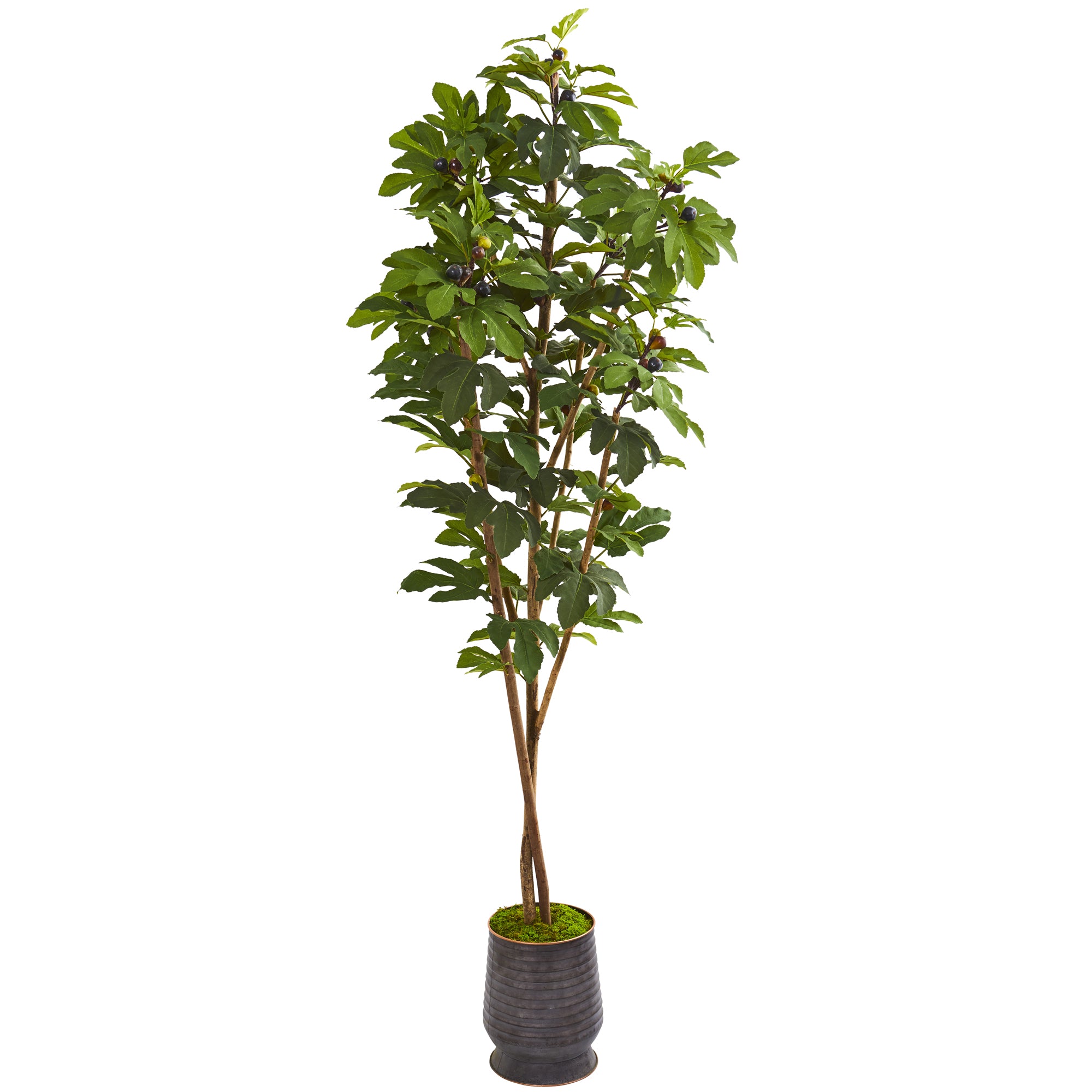 88" Fig Artificial Tree in Ribbed Metal Planter
