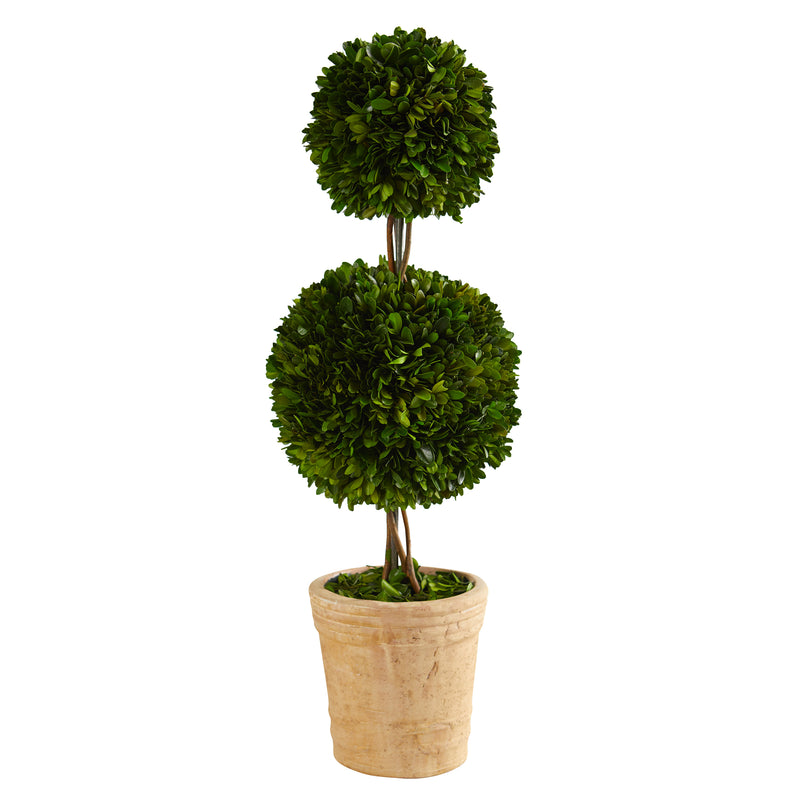 2.5" Preserved Boxwood Double Ball Topiary Tree in Decorative Planter